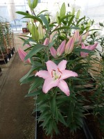 [5388 Sheila TL VZ No02.JPG]